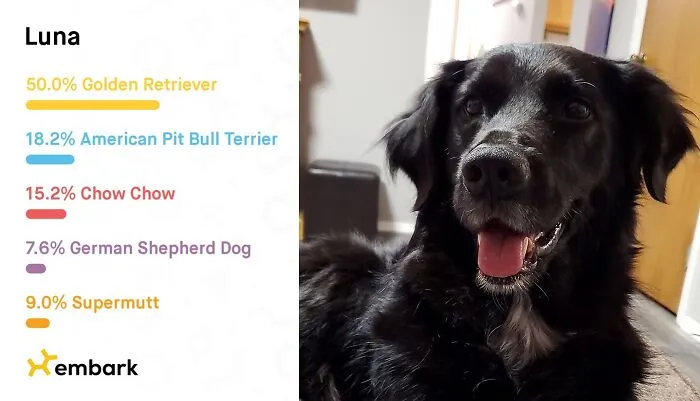 Paws And Reflect: <span Style="Font:inherit;color:#d74b1f;"> Breed & Health Kit </Span> Decodes Your Dog's Dna!