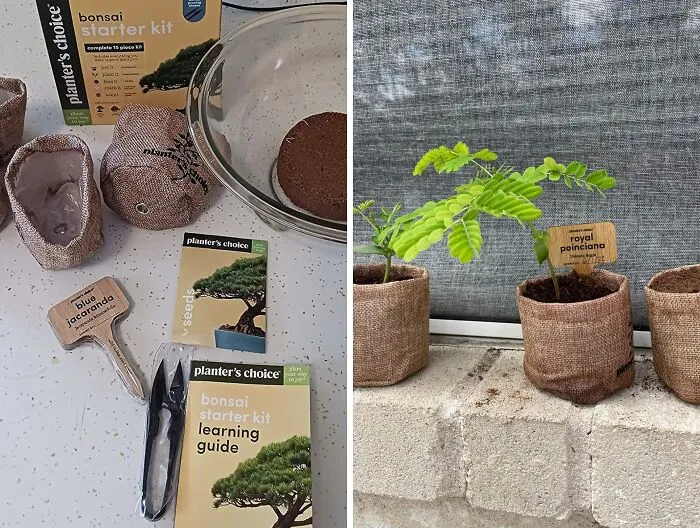 Unleash Your Inner Gardener: The <span Style="Font:inherit;color:#d74b1f;"> Bonsai Starter Kit </Span> - A Unique DIY Journey Into The Art Of Bonsai
