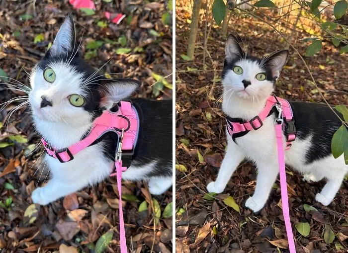 Houdini Who? The <span Style="Font:inherit;color:#d74b1f;"> Escape-Proof Cat Harness And Leash Set </Span> Says ‘Stay’!