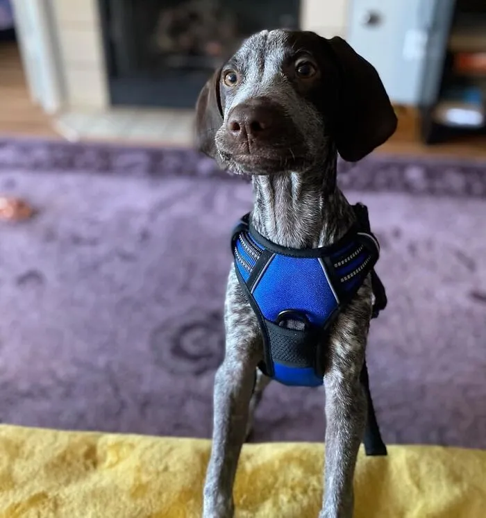 Stroll In Style: <span Style="Font:inherit;color:#d74b1f;"> Harness With No-Pull Tech</Span> For Comfy Canine Walks!