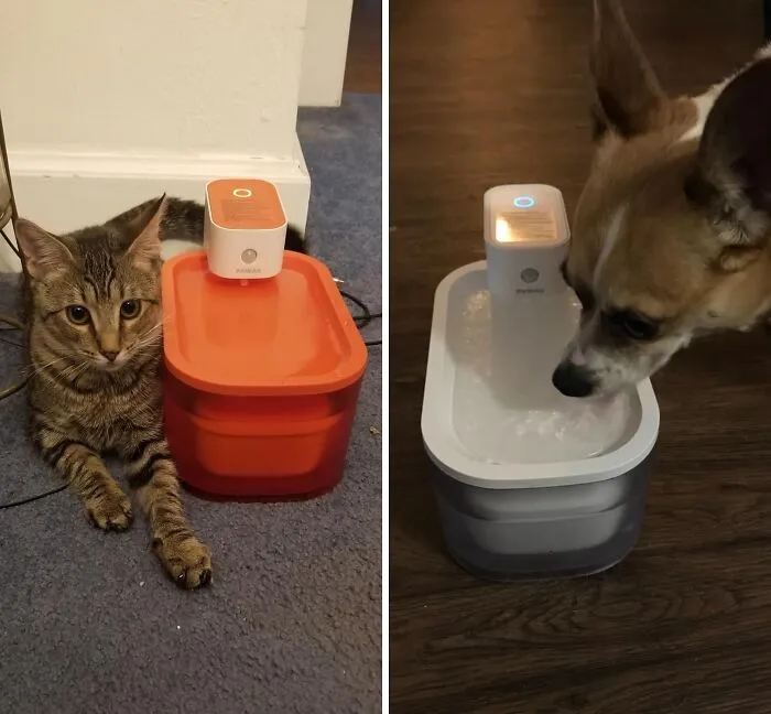 Whisker-Licking Good Water With <span Style="Font:inherit;color:#d74b1f;"> Pawaii’s Wireless Wonder</Span>!
