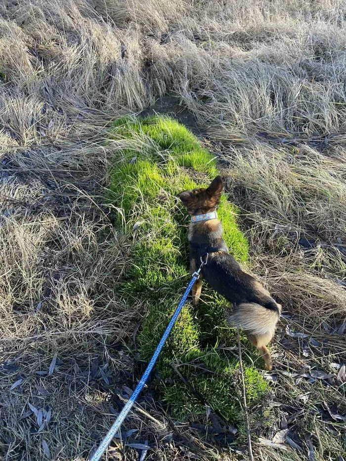 Human-Shaped Grass Patch Where Everything Else Dried Out