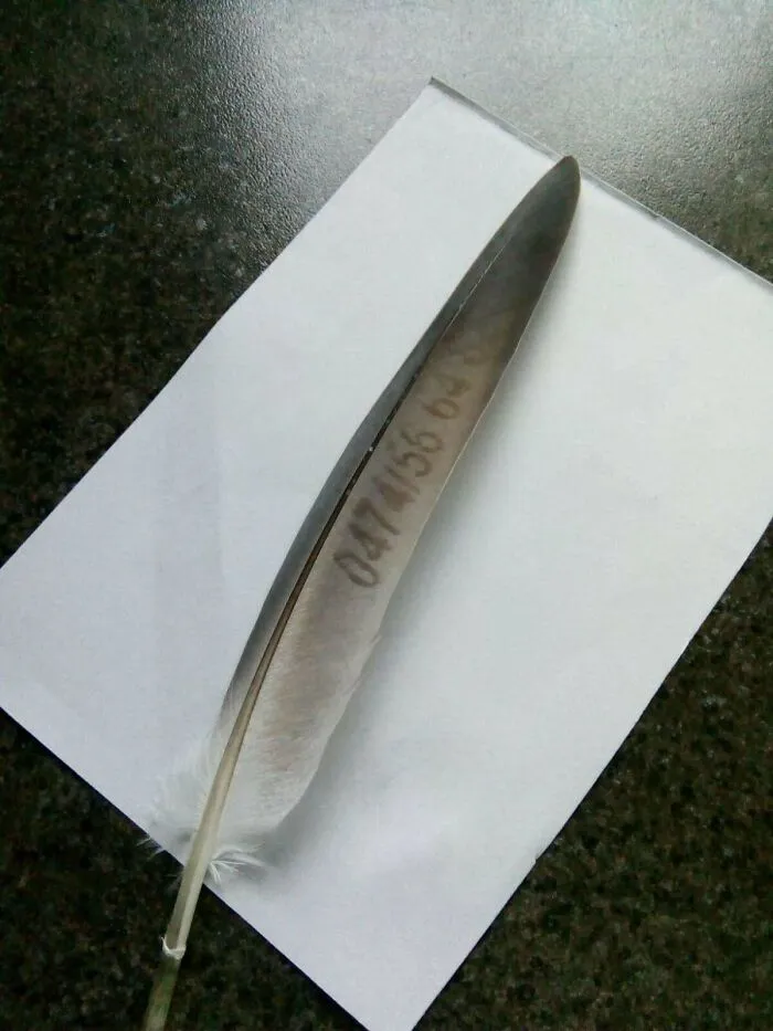 Mis padres han encontrado una pluma con un nº de teléfono