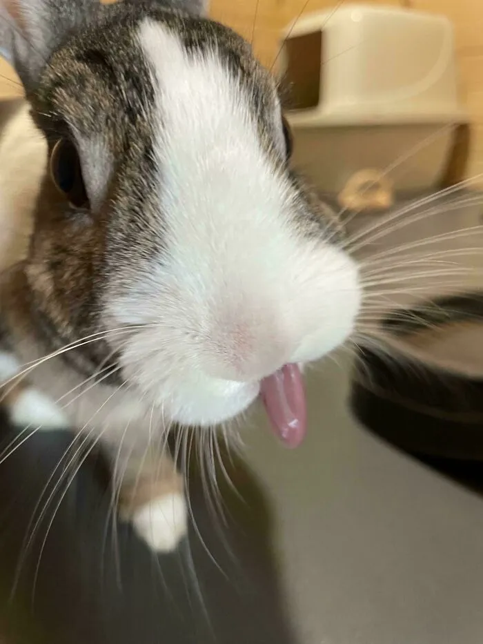 Close-up of a funny rabbit sticking out its tongue, one of the hilarious animals brightening your day.