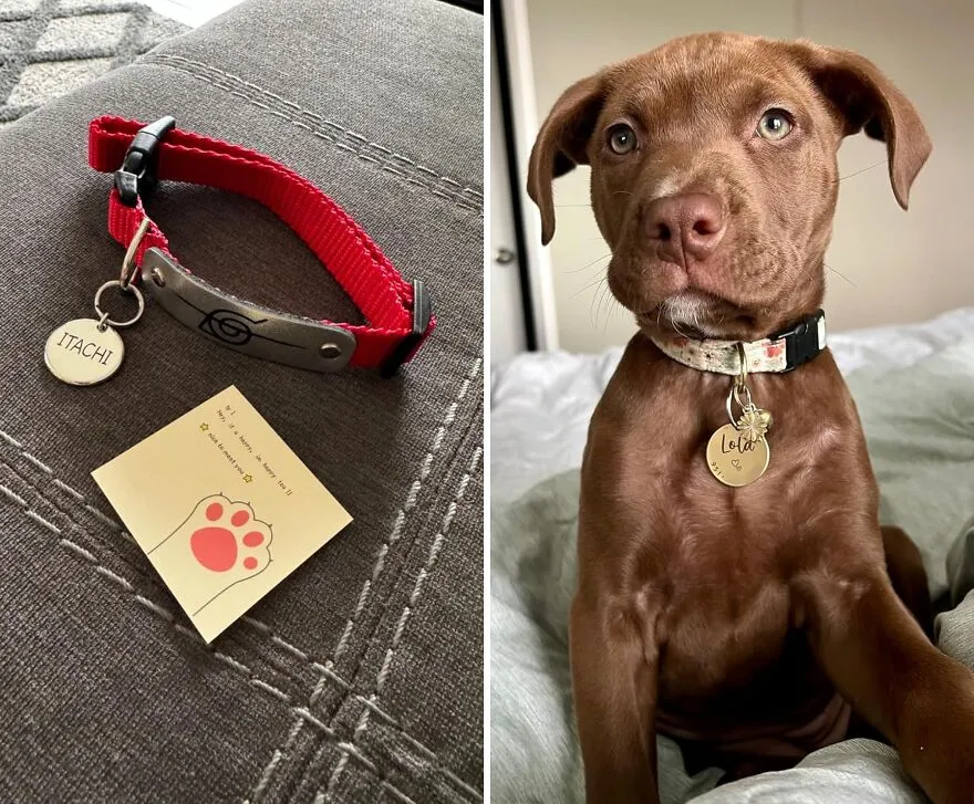 Purr-Fectly Personalized: <span Style="Font:inherit;color:#d74b1f;"> Custom Stainless Steel Id Tag </Span> For Cats And Dogs