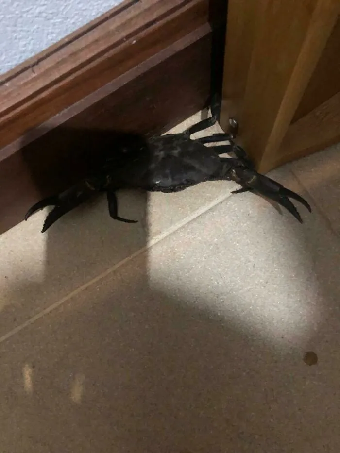 Me he levantado y esto estaba en mi cocina. Vivo en las montañas, a unos 500 kms de la playa