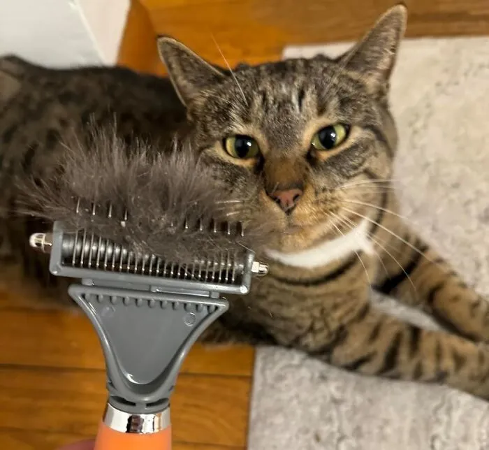 <span Style="Font:inherit;color:#d74b1f;"> Gopets Groom-Pro</Span>: Untangle Your Pet’s Day!