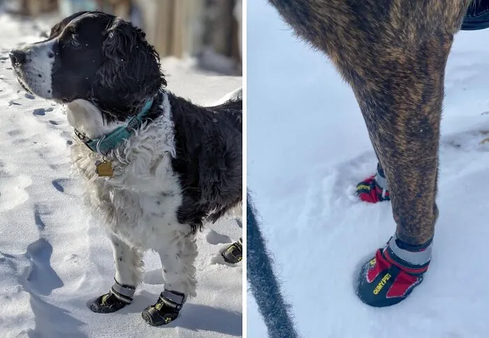Sole Mates: <span Style="Font:inherit;color:#d74b1f;"> Qumy’s Guard </Span> For Your Dog’s Every Step!