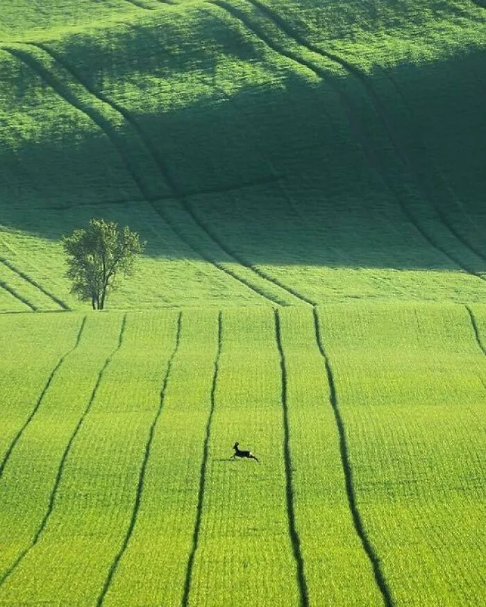 Ciervo por los campos de Moravia, Chequia