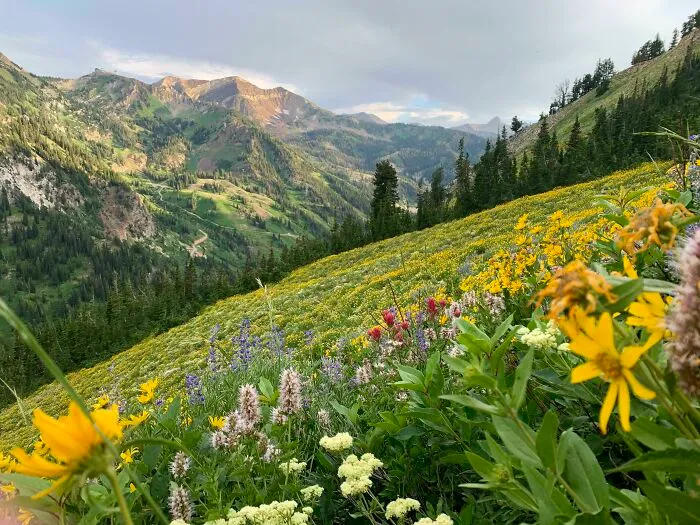 Cañón Little Cottonwood, Utah, Julio 2022