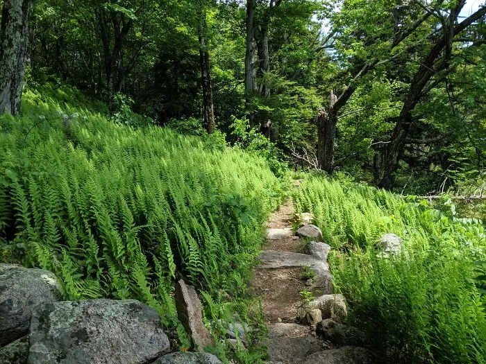 Fern Meadow On A Trail