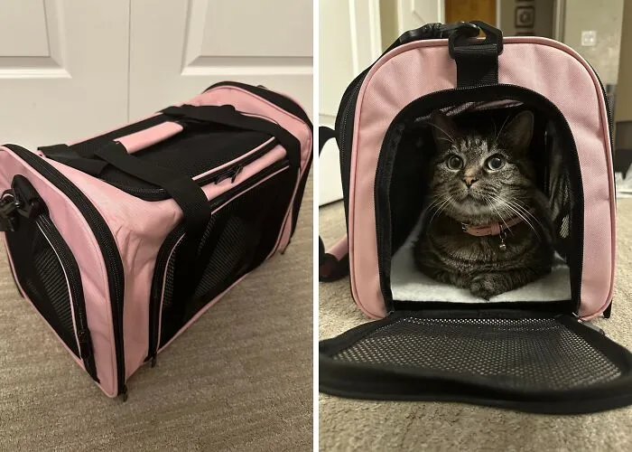 Adventure Awaits: Take Your Pet Anywhere With <span Style="Font:inherit;color:#d74b1f;"> Henkelion's Collapsible Carrier</Span>!