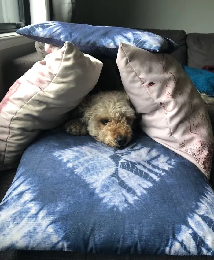 Pillow Fort 🏰
