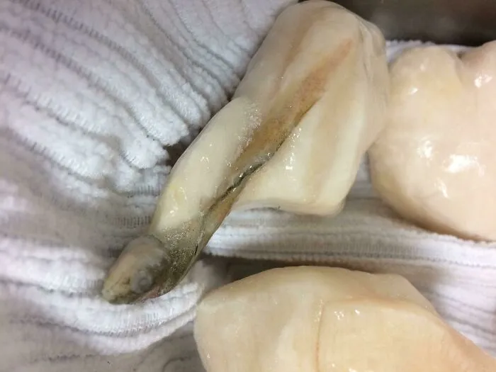 There's An Eel In This Scallop