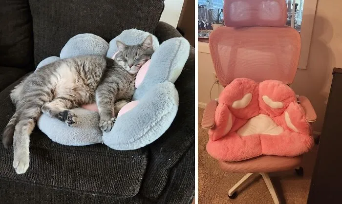 Soft Paws, Warm Heart: The <a Style="Display:inline;" Href="Https://Www.amazon.com/Cushion-Pillow-Bedroom-Comfort-Building/Dp/B09bzp6wc7?_encoding=utf8&pd_rd_w=jy3jt&content-ID=amzn1.sym.3c3990c3-513c-4686-8d92-A42b4095cecb%3aamzn1.symc.8b620bc3-61d8-46b3-Abd9-110539785634&pf_rd_p=3c3990c3-513c-4686-8d92-A42b4095cecb&pf_rd_r=v1sdr49fe4w6pvn56eww&pd_rd_wg=lpuh6&pd_rd_r=b260e1dd-5d04-4c96-A1df-23c90ebcd352&th=1&linkcode=ll1&tag=bphawk-20&linkid=98fc3650521dcdb2bf19ca85e7723a87&language=en_us&ref_=as_li_ss_tl" Target="_blank"><span Style="Font:inherit;color:#d74b1f;"> Cat Paw Cushion</Span> That's Just Claw-Some!