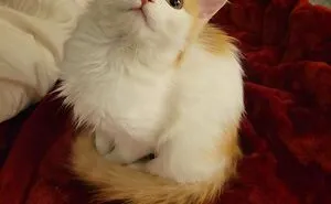 50 Adorable Pics Of Pets Who Found Their Forever Home (March Edition)