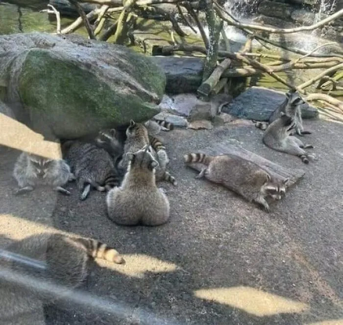 Damn! That's A Thicc Raccoon!