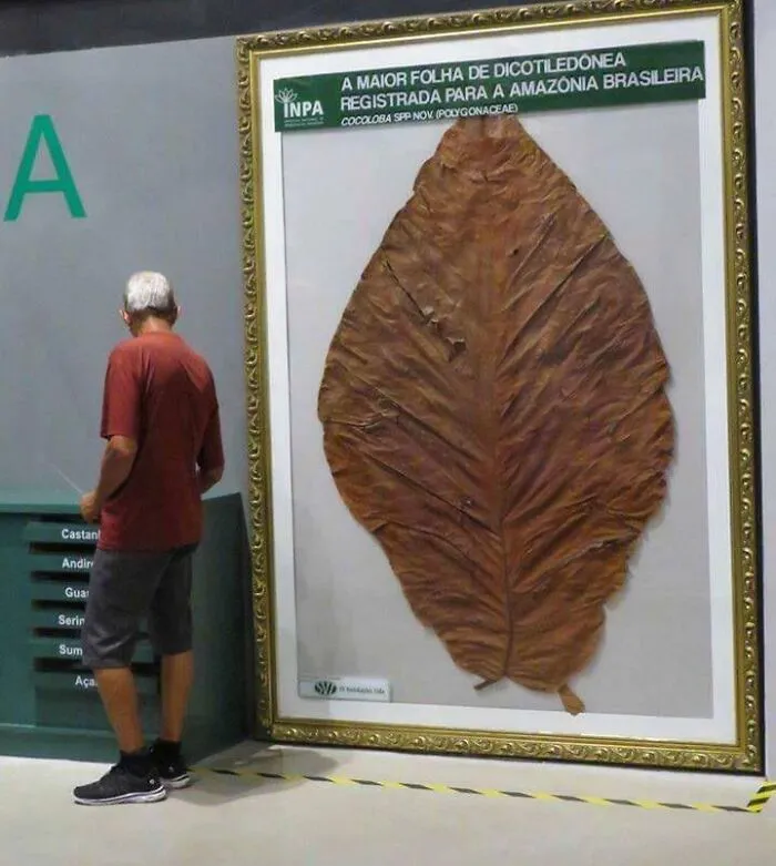 La hoja más grande que se ha encontrado