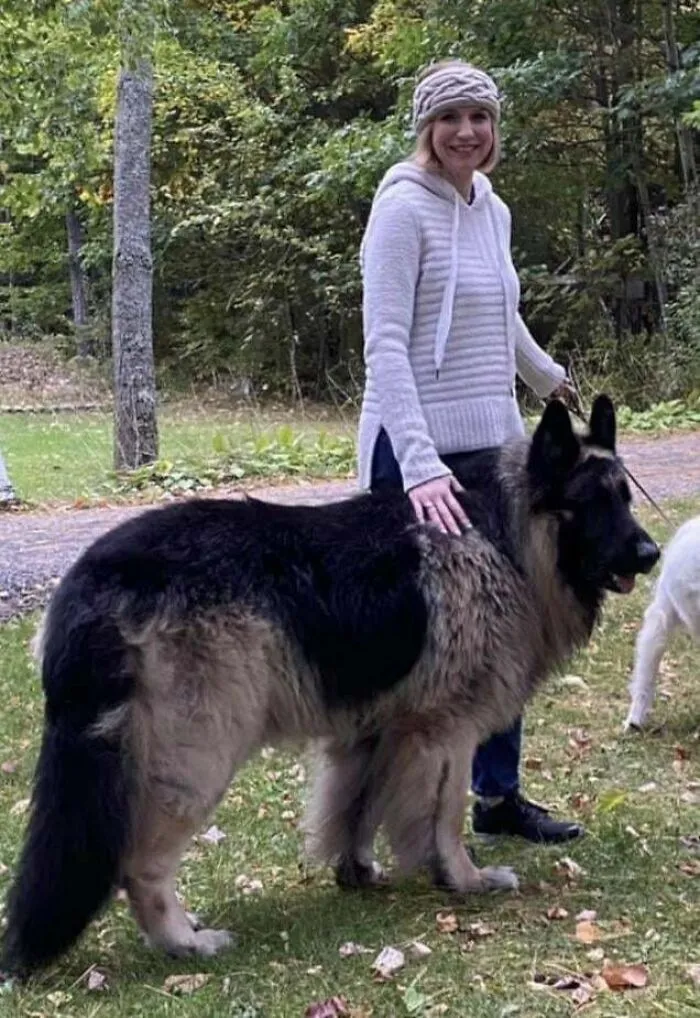 Dna Came Back 93% German Shepherd. 7% Unidentifiable. We’re Guessing Grizzly Bear