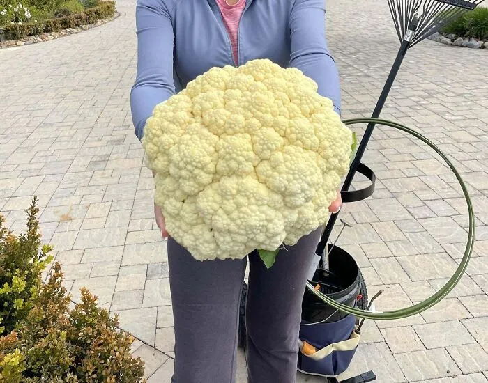 Unidad absoluta de coliflor que han cultivado mis padres