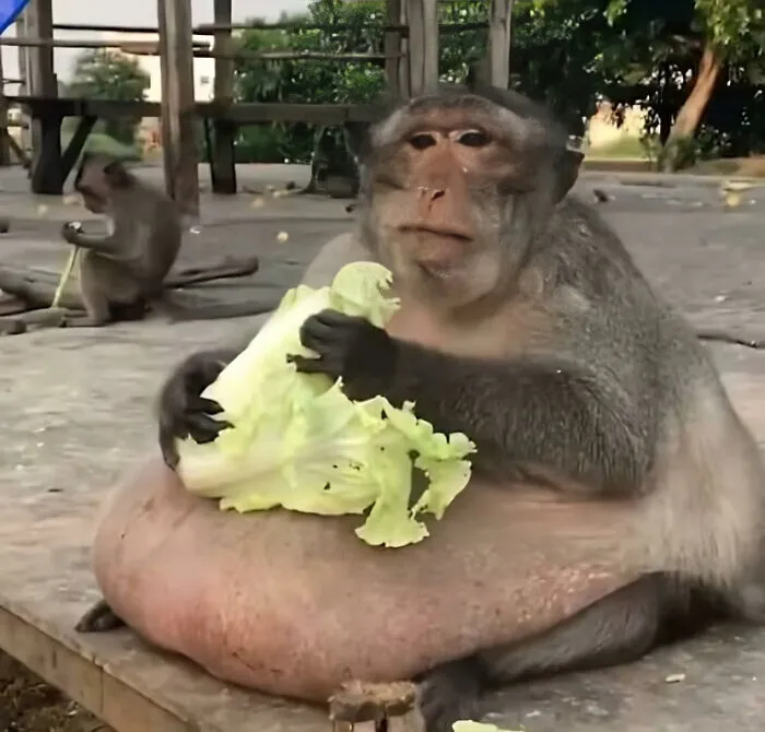 Think He’s Been Eating More Than Just Lettuce