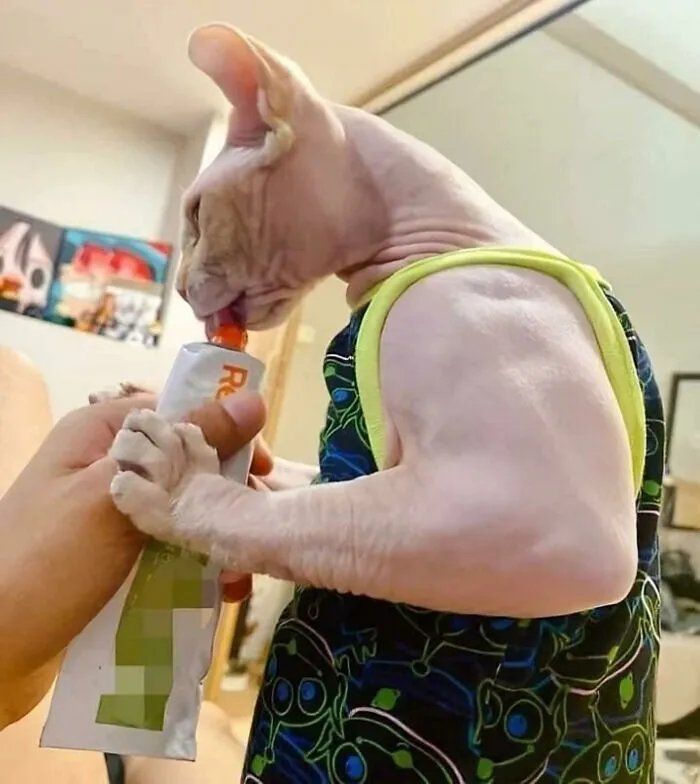 This Cat’s Arm Size