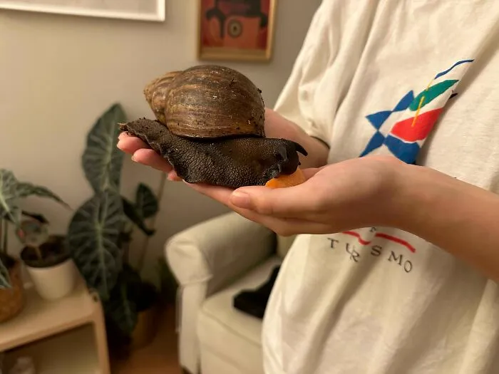 ¿Mi caracol cuenta como unidad?