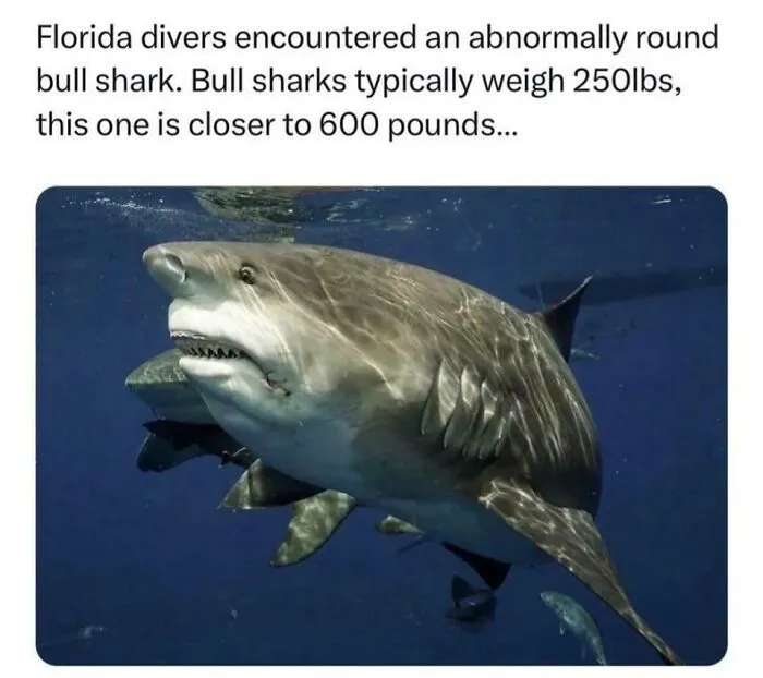Absolute Shark