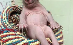 35 Unsettling Pics That Might Immediately Get A “Thanks, I Hate It” Response From You