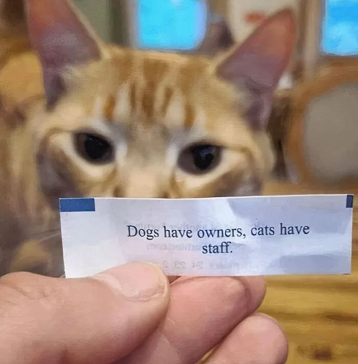 Where Is The Lie?