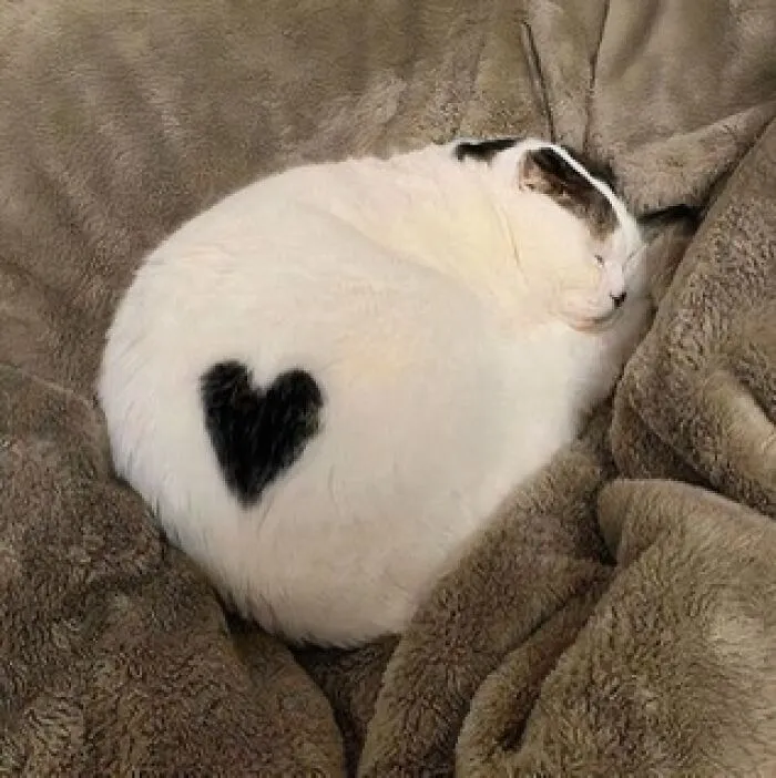 🖤