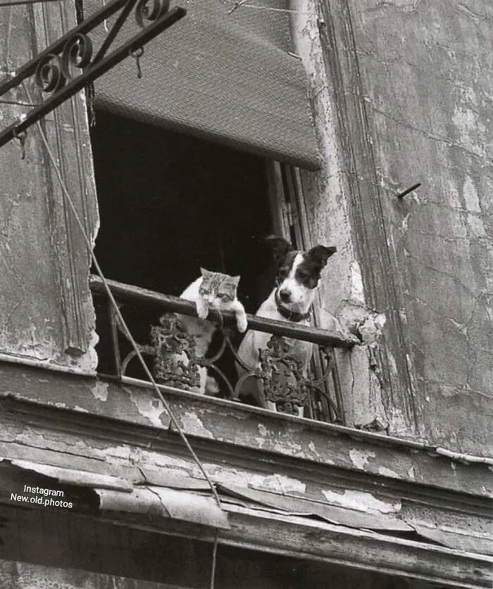 " Dog And Cat In Paris ", C.1950 .
 Photo By 📷 Annick Gérardin

facebook " Group " 
vintage / History Of Everything & Weird Facts
................................... ................................

.
.
.
.
#dogandcat #dogcat #dogscats #1950s
#dogsandcats #catdog #catanddog #parís #parisian #catlovers #dogslover #1950 #paris #oldparis #parisfrance🇫🇷 #annick #annickgerardin #vintageparis #50s
...................................

.
.
.
