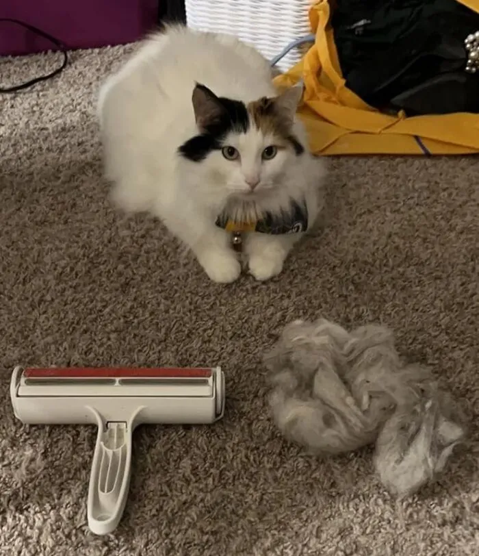 De-Fur Your Life: <a Style="Display:inline;" Href="Https://Www.amazon.com/Dp/B00bagtnaq?ascsubtag=7632249%2c5%2c31%2cd%2c0%2c0%2cbf-Web-Hf%2c900%3a2%3b974%3a2%3b1125%3a1%2c44012590%2c0%2c0%2c0&linkcode=ll1&tag=bphawk-20&linkid=ac19eaf1161f6f29f4f2dfd26e7e0bf9&language=en_us&ref_=as_li_ss_tl" Target="_blank"><span Style="Font:inherit;color:#d74b1f;"> Chom Chom Roller</Span>, The Ultimate Pet Hair Cleanup Crew
