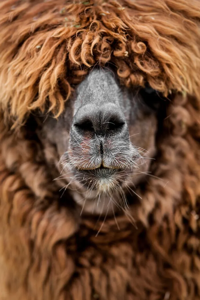 30 Unforgettable Animal Moments Captured Through My Lens