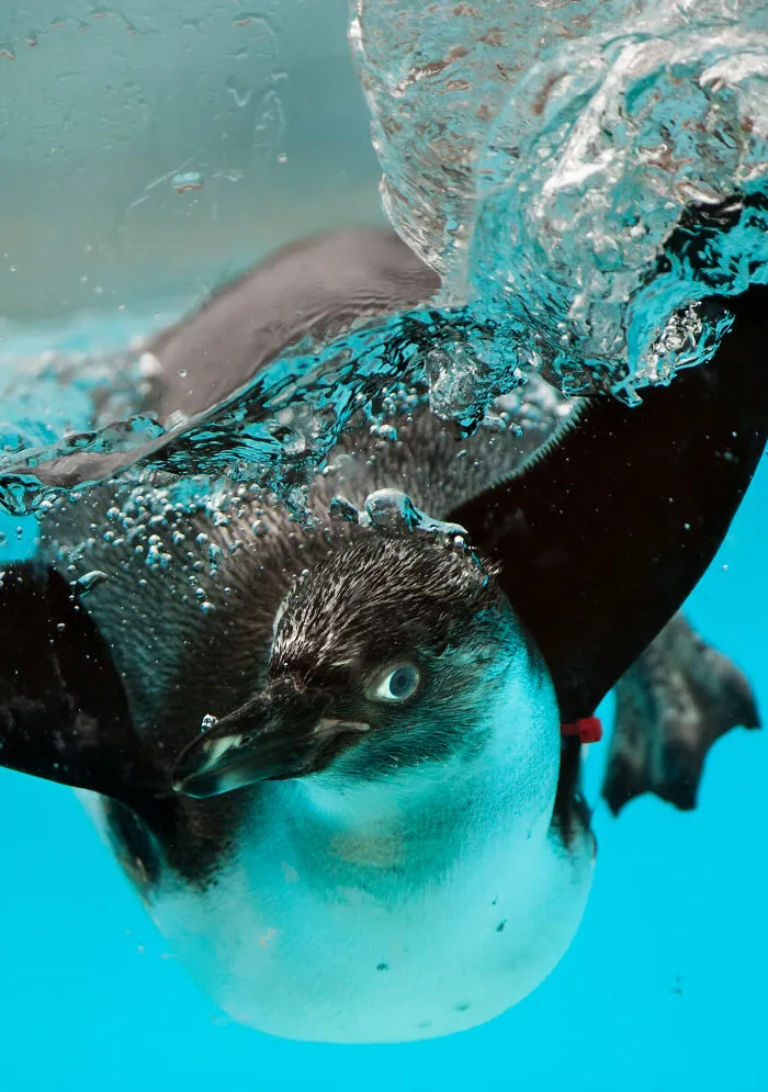 30 Unforgettable Animal Moments Captured Through My Lens