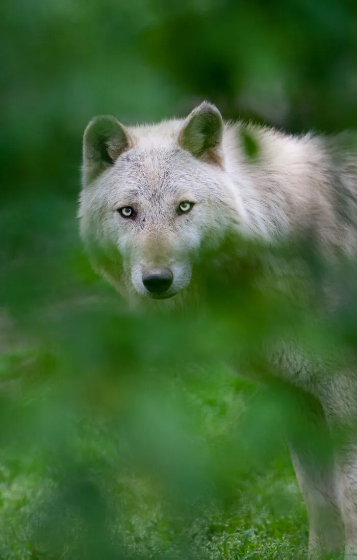 30 Unforgettable Animal Moments Captured Through My Lens
