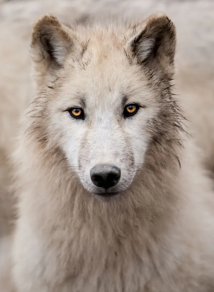30 Unforgettable Animal Moments Captured Through My Lens