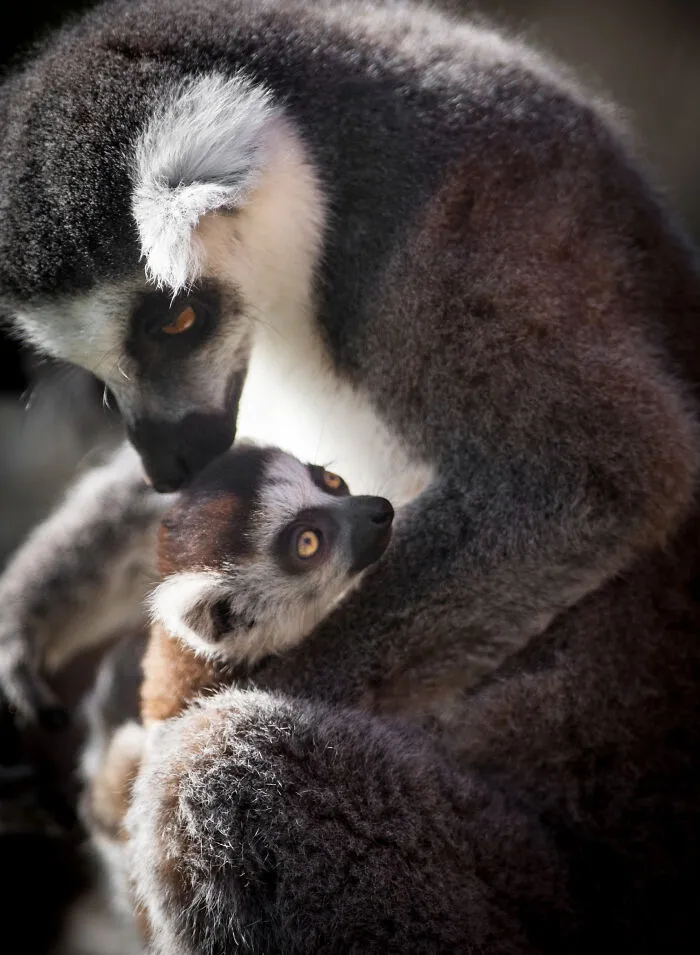 30 Unforgettable Animal Moments Captured Through My Lens