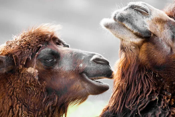 30 Unforgettable Animal Moments Captured Through My Lens