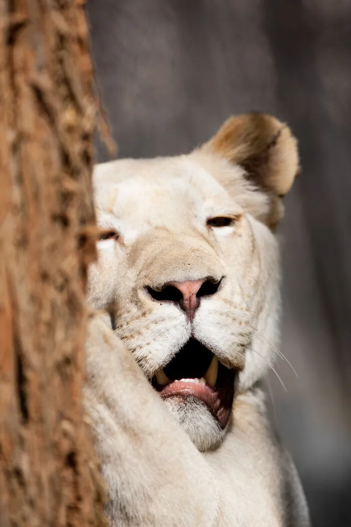 30 Unforgettable Animal Moments Captured Through My Lens