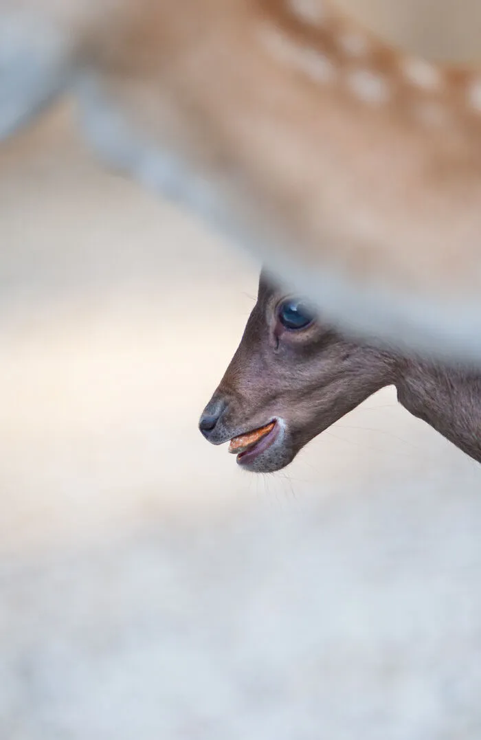 30 Unforgettable Animal Moments Captured Through My Lens