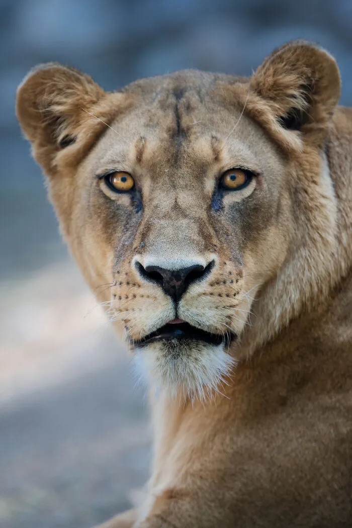 30 Unforgettable Animal Moments Captured Through My Lens