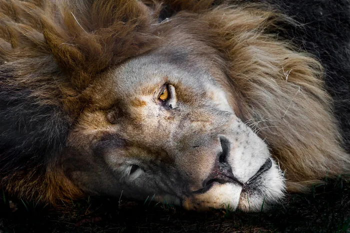 30 Unforgettable Animal Moments Captured Through My Lens