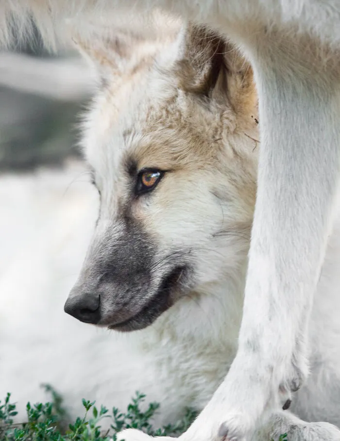30 Unforgettable Animal Moments Captured Through My Lens