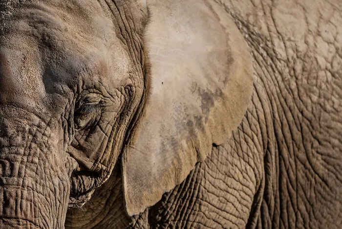 30 Unforgettable Animal Moments Captured Through My Lens