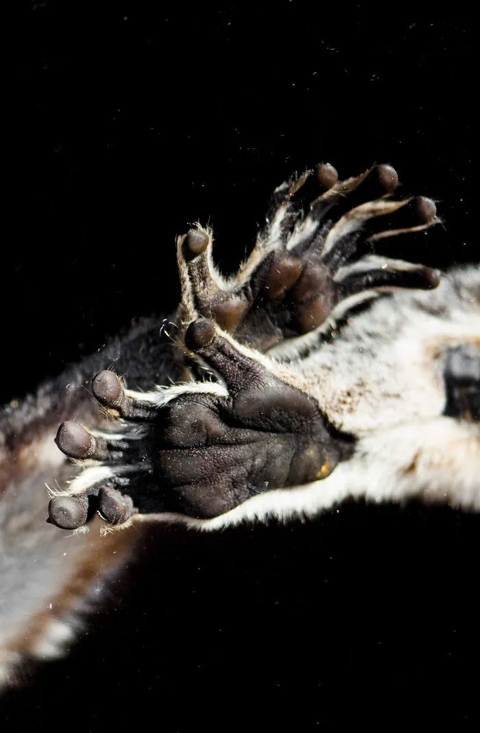 30 Unforgettable Animal Moments Captured Through My Lens