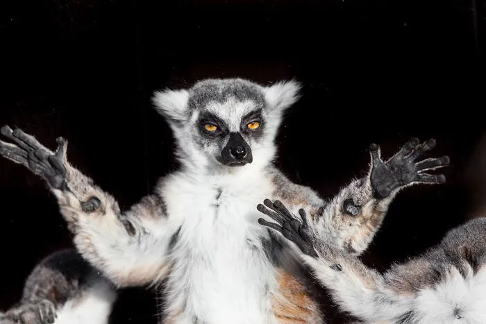 30 Unforgettable Animal Moments Captured Through My Lens