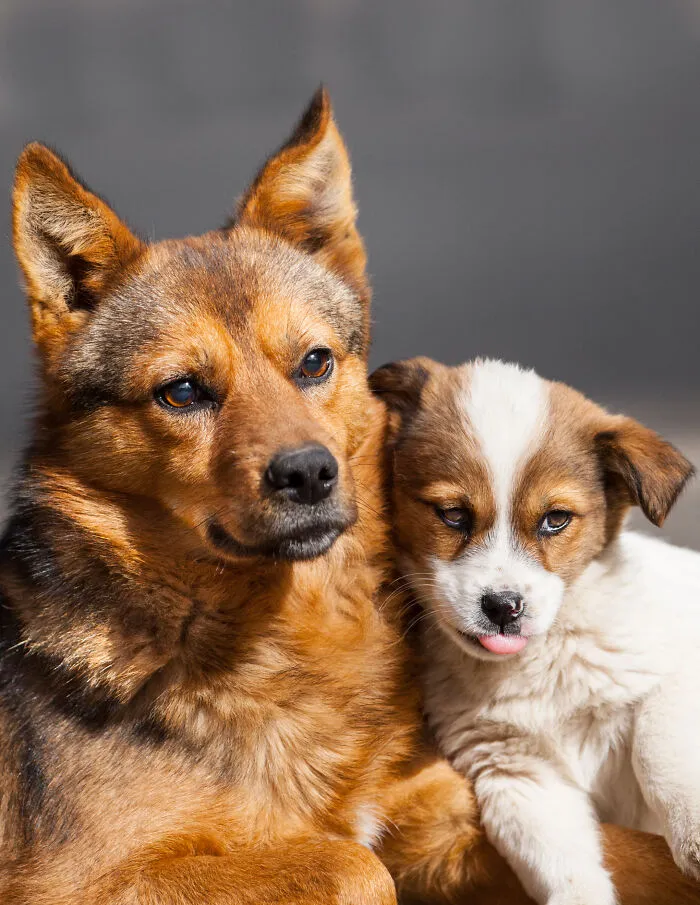 30 Unforgettable Animal Moments Captured Through My Lens
