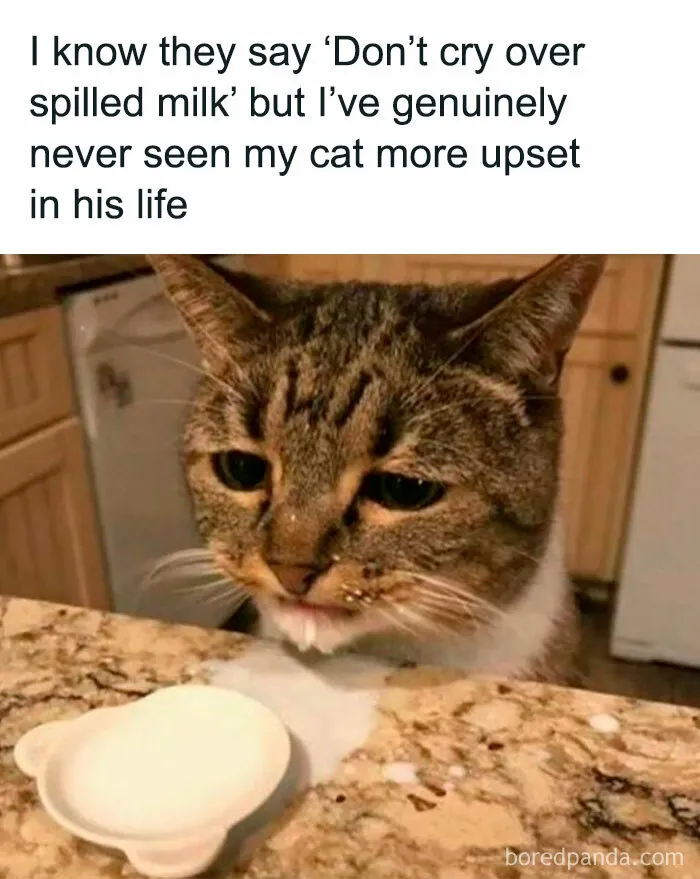 40 Random Memes To Entertain, Concern, Or Both