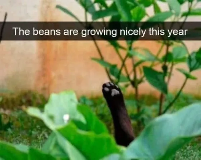 These 50 Memes Are Just What You Need to Take a Break and Have a Giggle (New Pics)